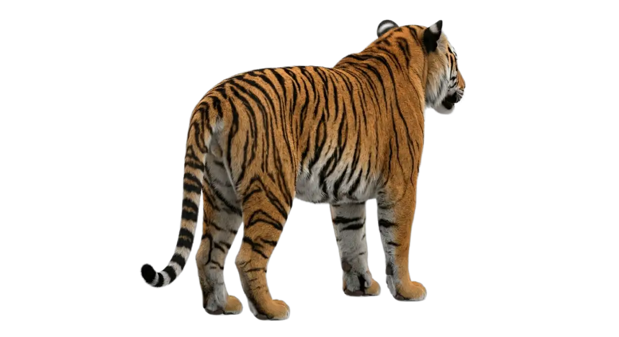 Free Download Tiger Mascot Png Transparent - High Quality Tiger Png Transparent PNG