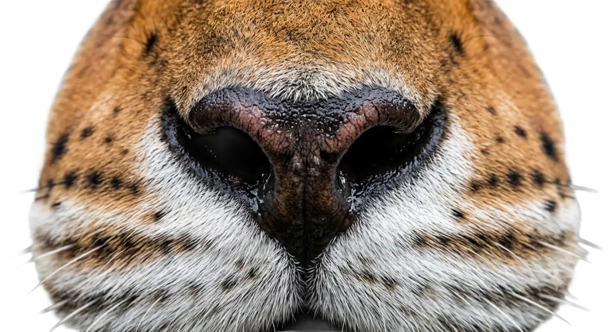 Free Download Tiger Nose Png Transparent - High Quality Tiger Png Transparent PNG