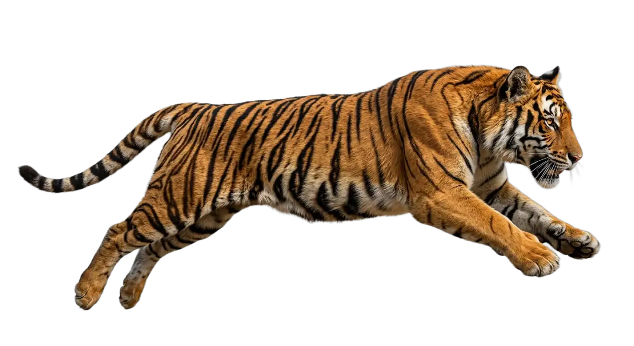 Free Download Tiger Png Transparent Background - High Quality Tiger Png Transparent PNG