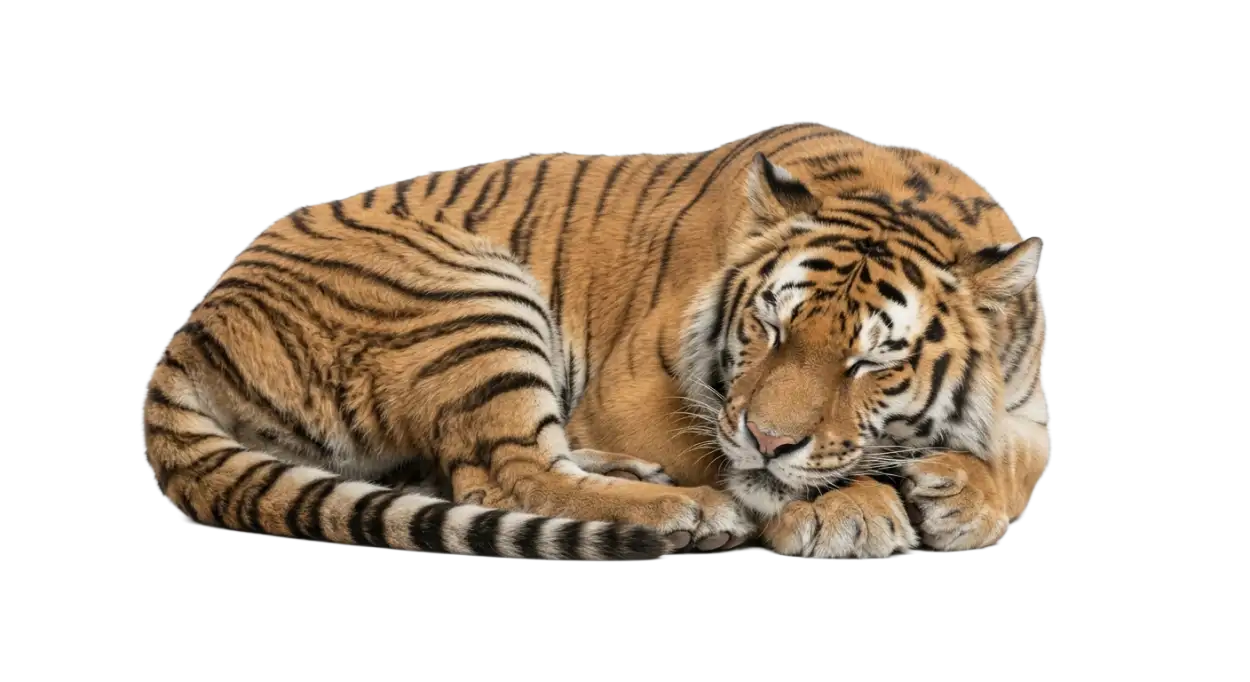 Free Download Tiger Sleeping Png Transparent - High Quality Tiger Png Transparent PNG