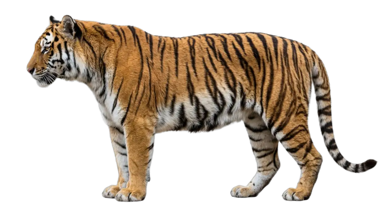 Free Download Tiger Stripes Png Transparent - High Quality Tiger Png Transparent PNG