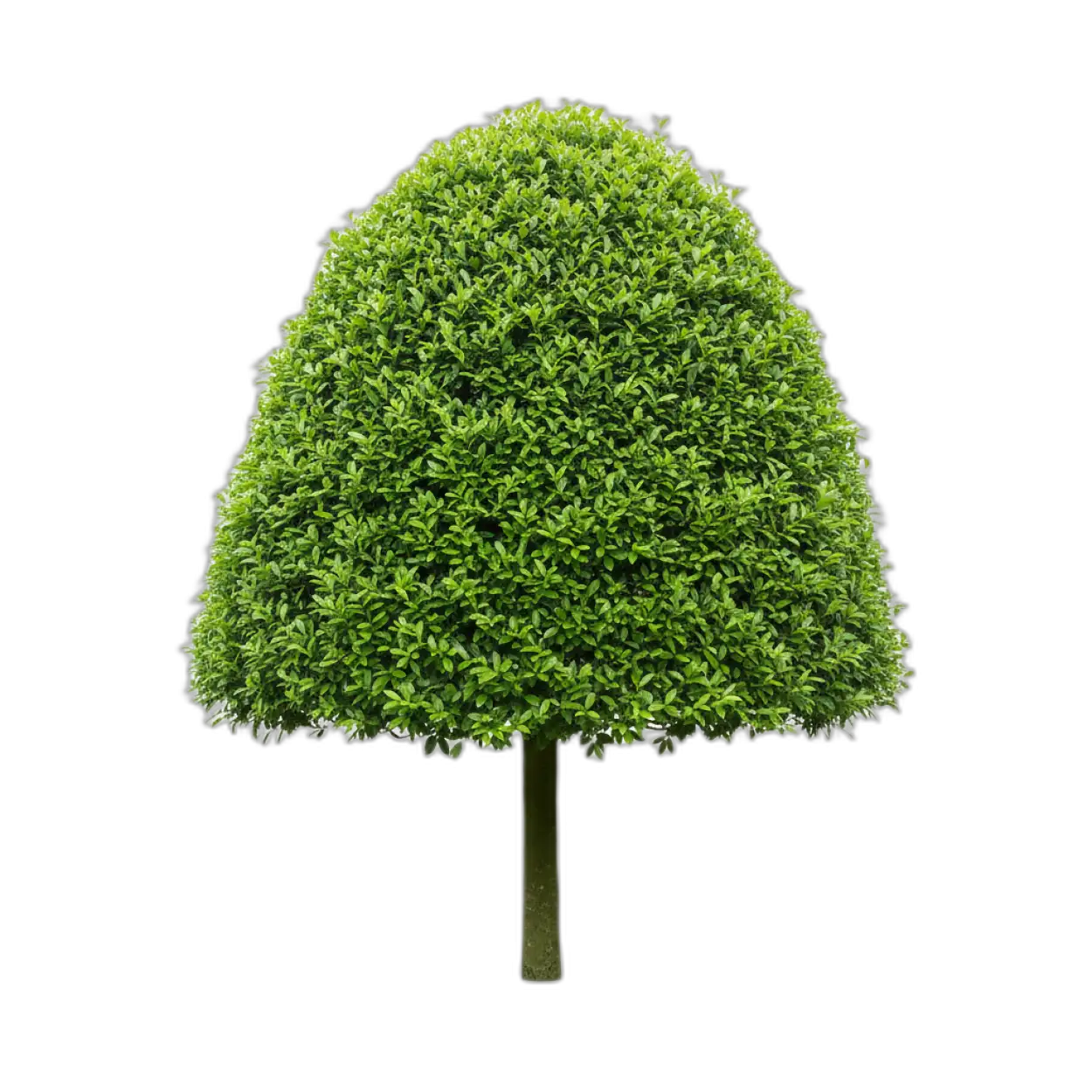 Free Download Tree Png Clean Edges - High Quality Tree Png Transparent PNG