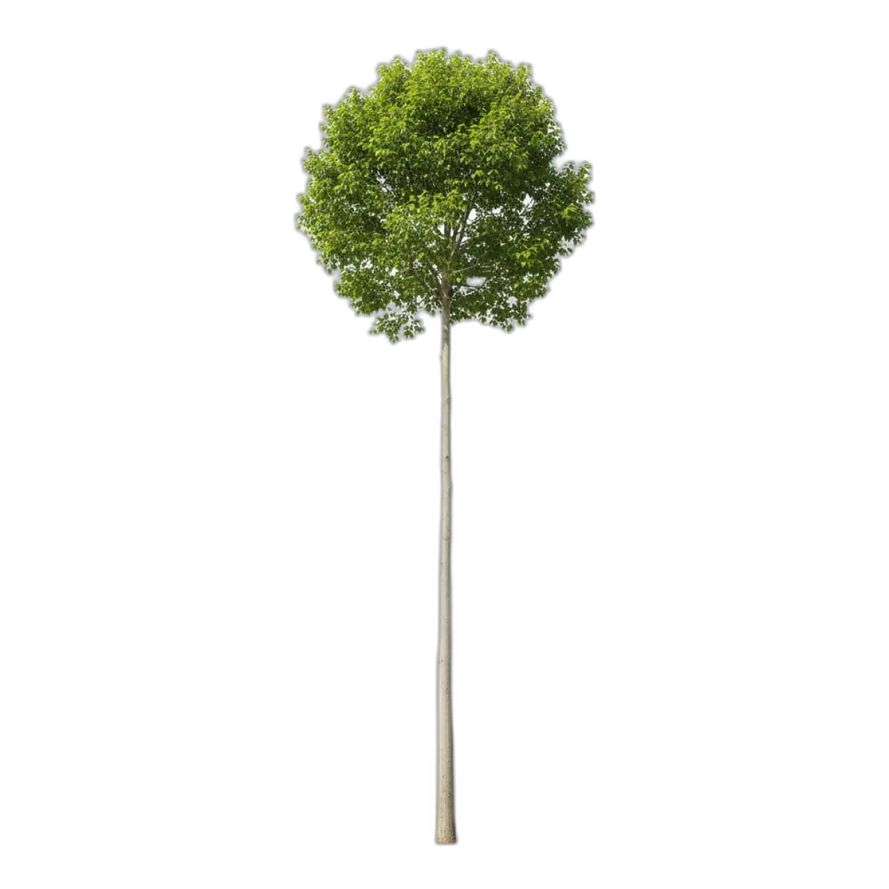 Free Download Tree Png For Ai Design - High Quality Tree Png Transparent PNG