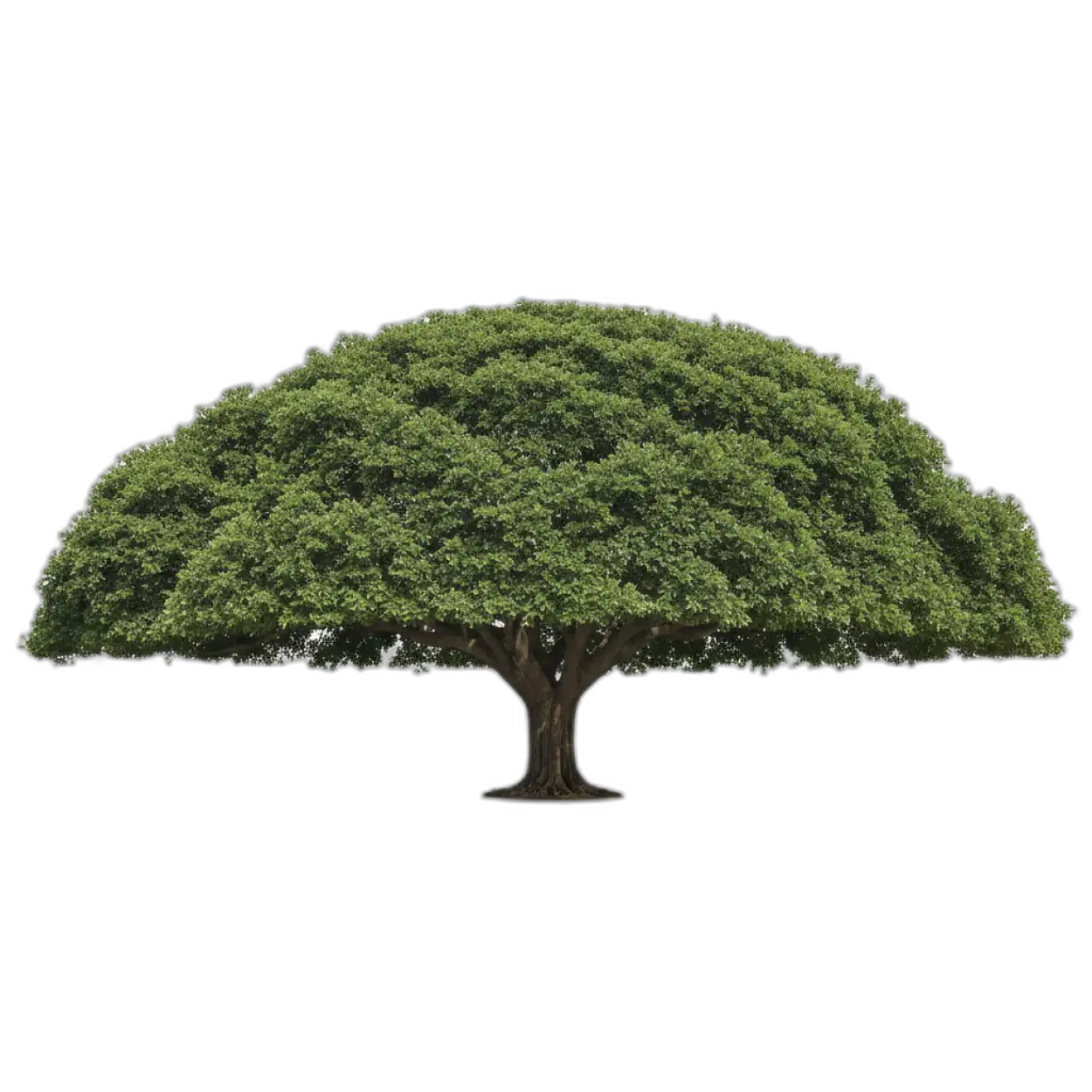 Free Download Tree Png For Background Design - High Quality Tree Png Transparent PNG