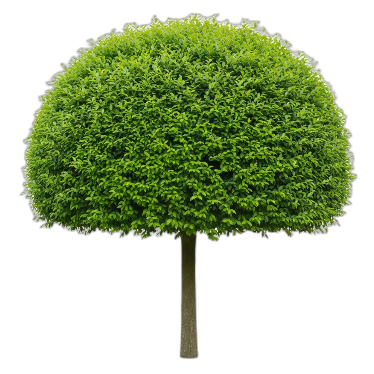 Free Download Tree Png For Hoarding Design - High Quality Tree Png Transparent PNG