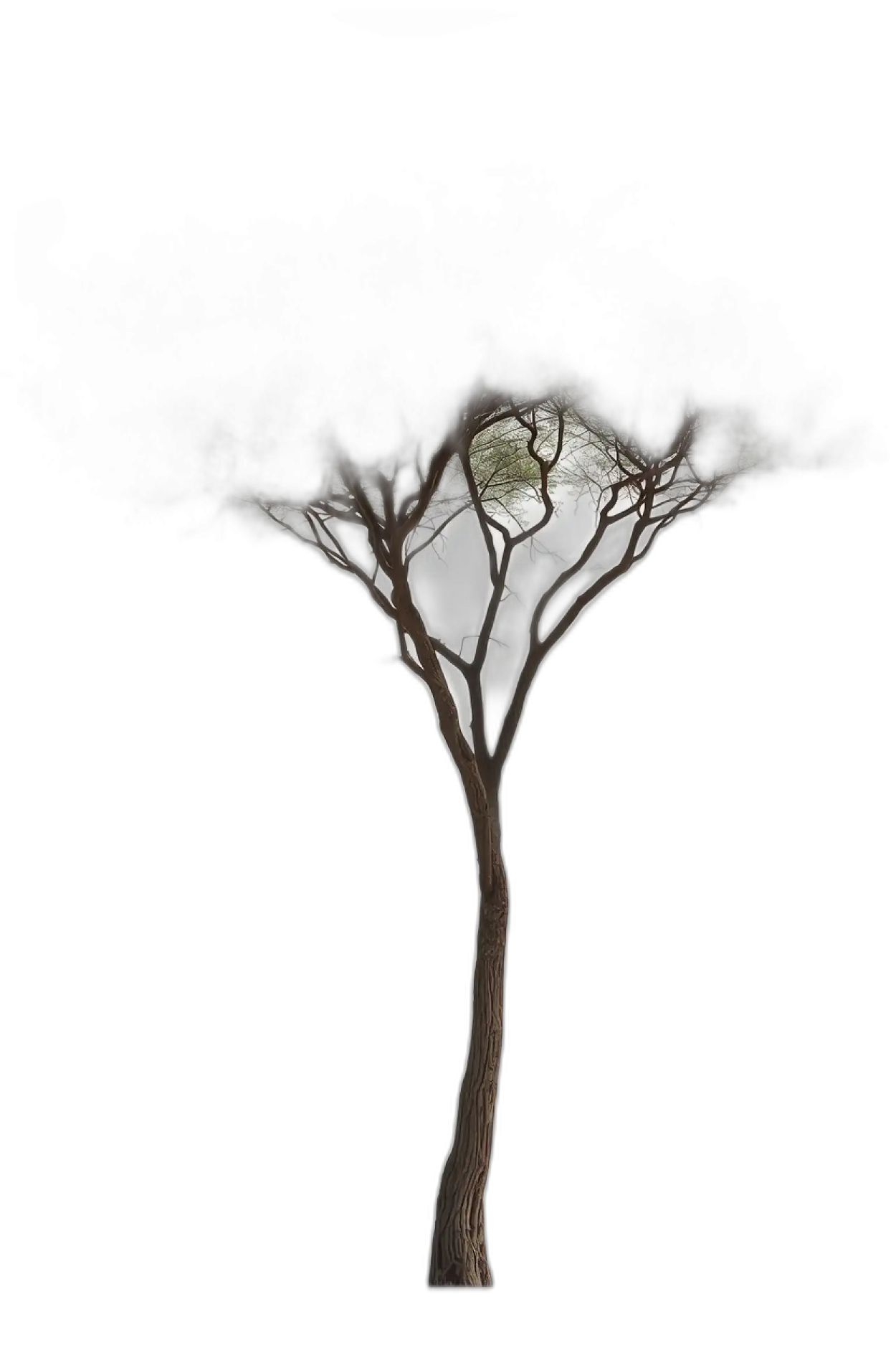 Free Download Tree Png For Photoshop - High Quality Tree Png Transparent PNG