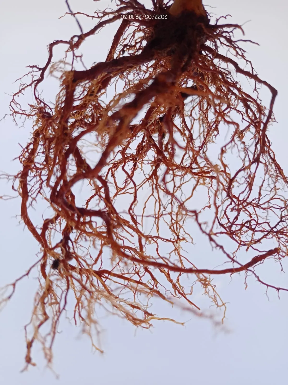 Tree Root Images - Royalty Free Tree Root Image | Pngmagic Free Download Tree Root Images - High Quality Tree Root Background
