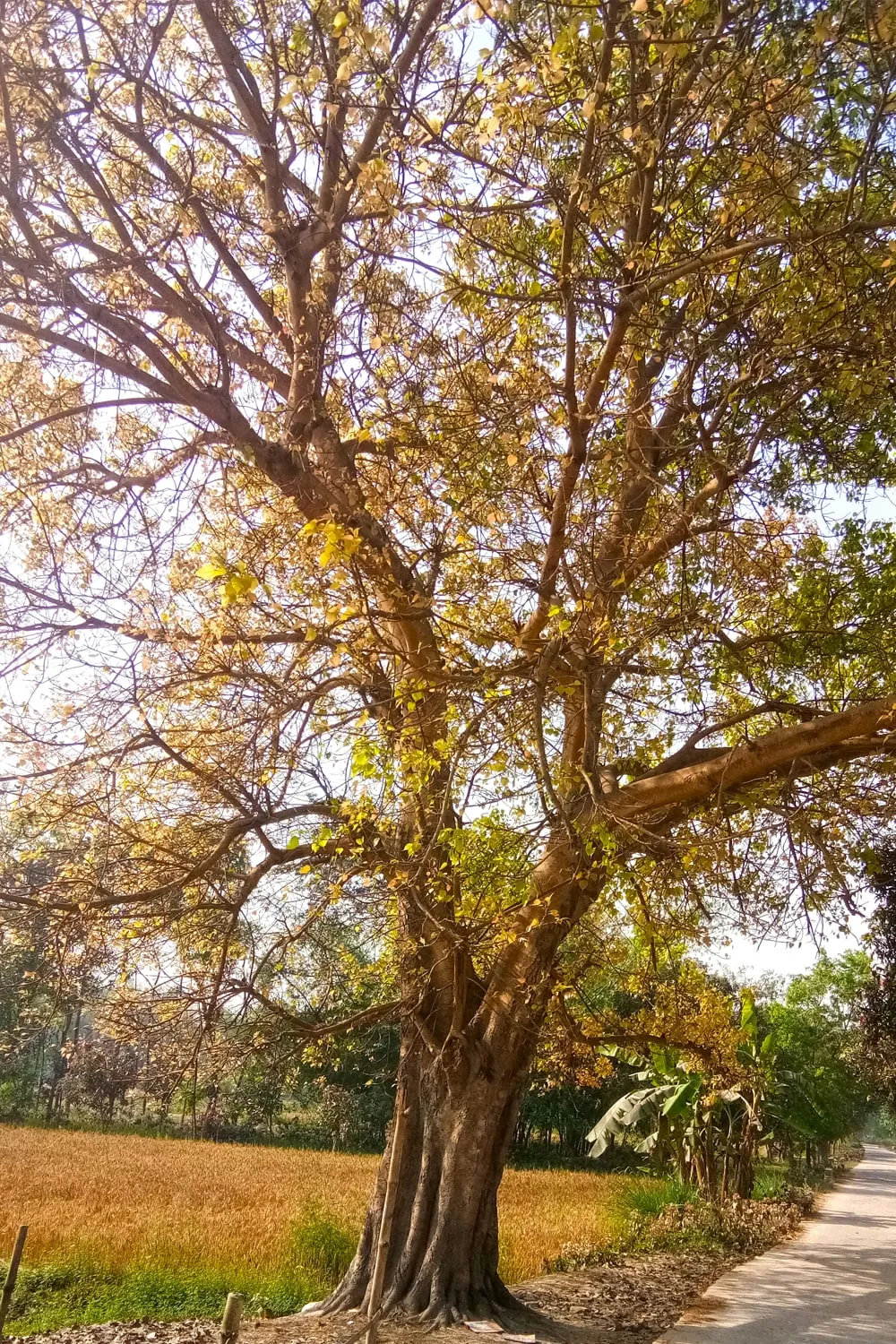 Trees On Side Of Road HD For Photoshop Editing Online - Royalty Free Photoshop Image | Pngmagic Free Download Trees On Side Of Road HD For Photoshop Editing Online - High Quality Photoshop Background