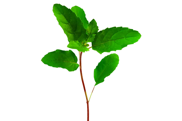 Tulsi / Holy-basil - Royalty Free Tulsi Holy-basil Image | Pngmagic Free Download Tulsi / Holy-basil - High Quality Tulsi Holy-basil Background