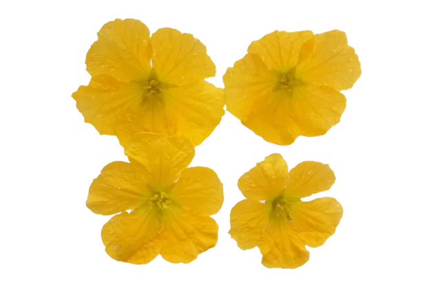 Free Download Vegetable Flowers - High Quality Vegetable Flowers Background