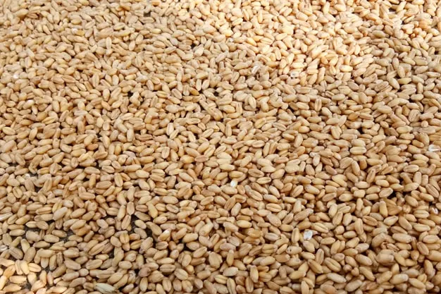 Wheat In India - Royalty Free Wheat In India Image | Pngmagic Free Download Wheat In India - High Quality Wheat In India Background