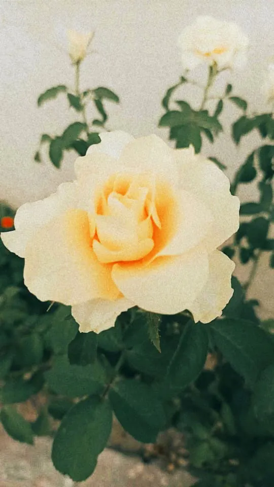 White Beautifull Flower - Royalty Free White Flower Image | Pngmagic Free Download White Beautifull Flower - High Quality White Flower Background
