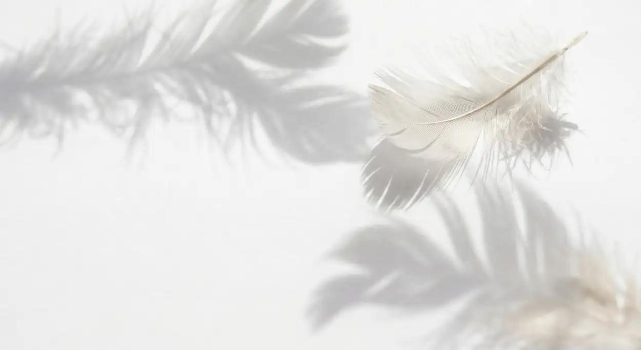 Free Download White Background Hd Desktop Wallpaper - High Quality White Background HD Background Image