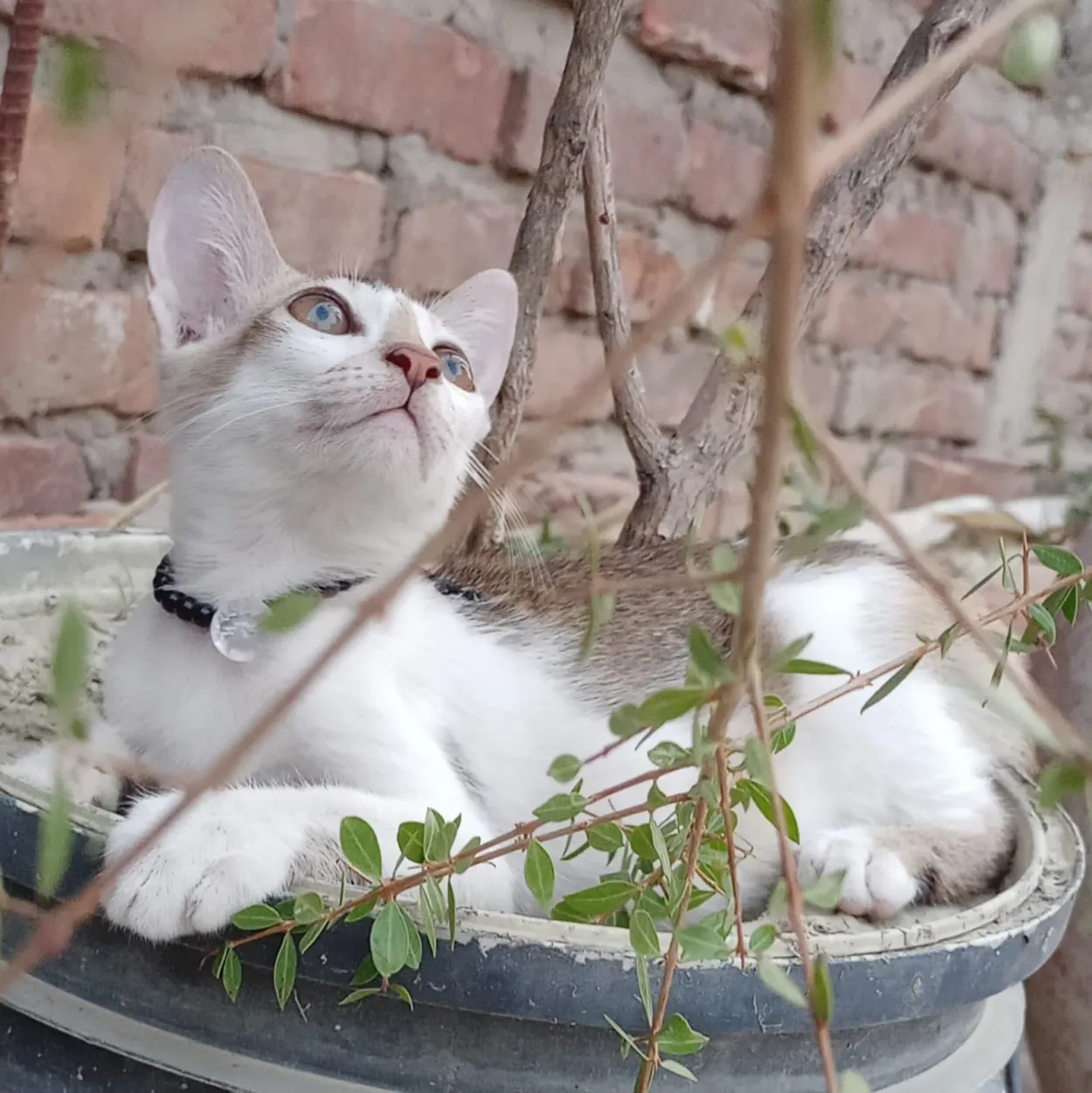 Free Download White Cat Images Wallpaper - High Quality Cat Background