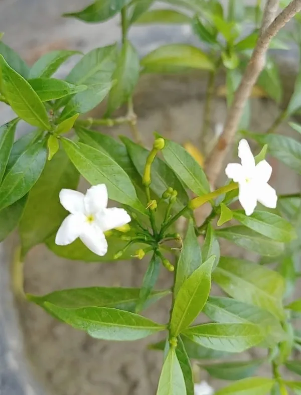 White Flower With Green Leave Picture - Royalty Free White Flower Image | Pngmagic Free Download White Flower With Green Leave Picture - High Quality White Flower Background