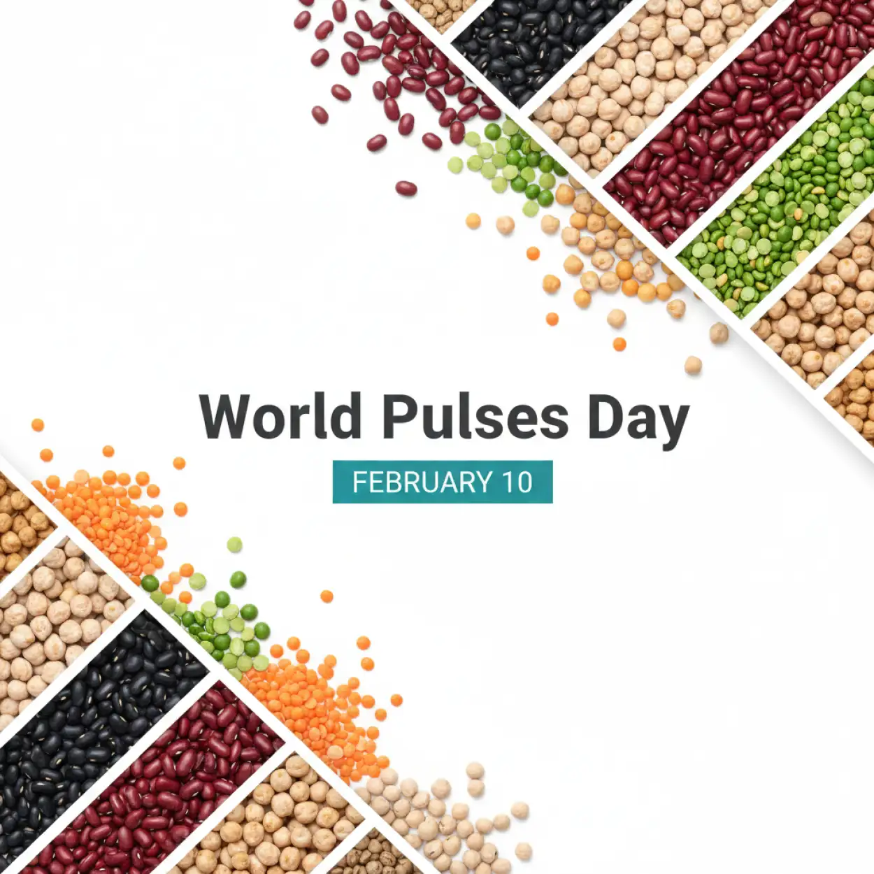 Free Download World Pulses Day Educational Content - High Quality World Pulses Day Background
