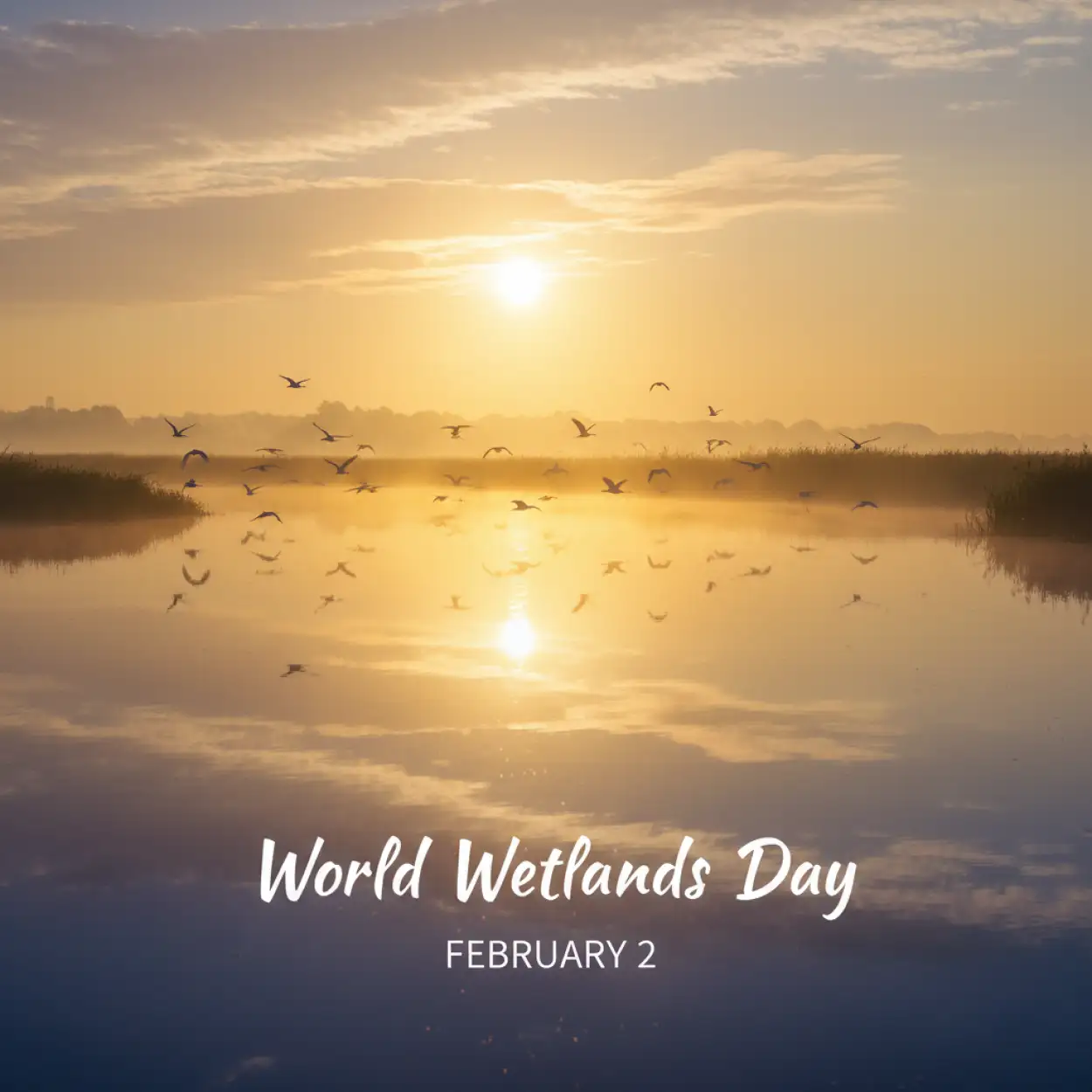 Free Download World Wetlands Day Free Images - High Quality World Wetlands Day Background