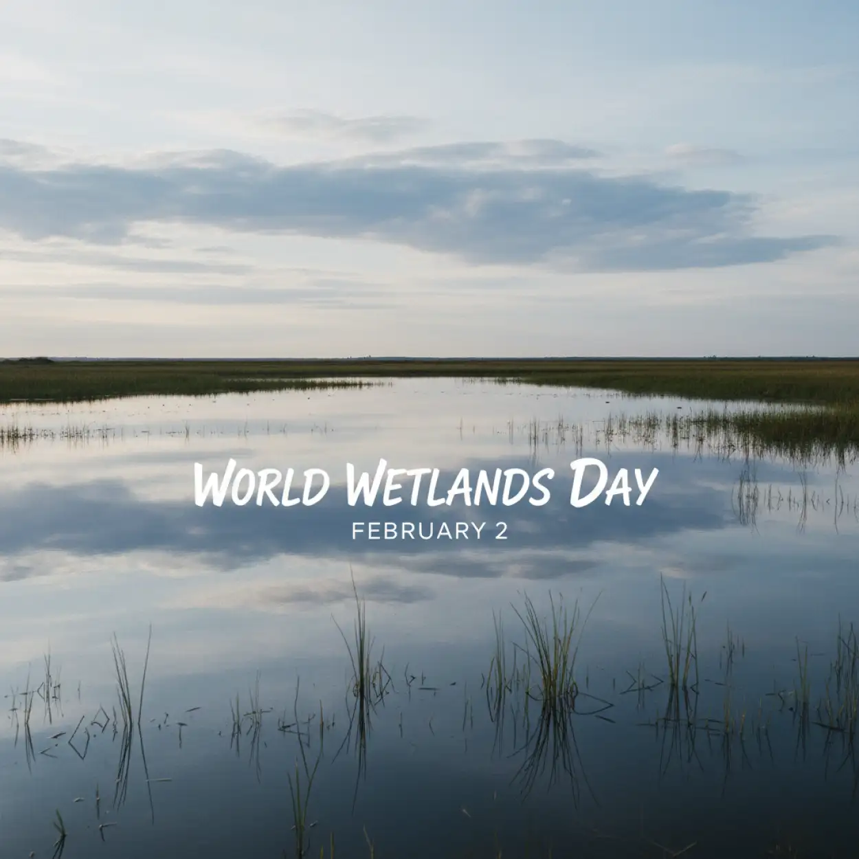 Free Download World Wetlands Day Hashtags - High Quality World Wetlands Day Background