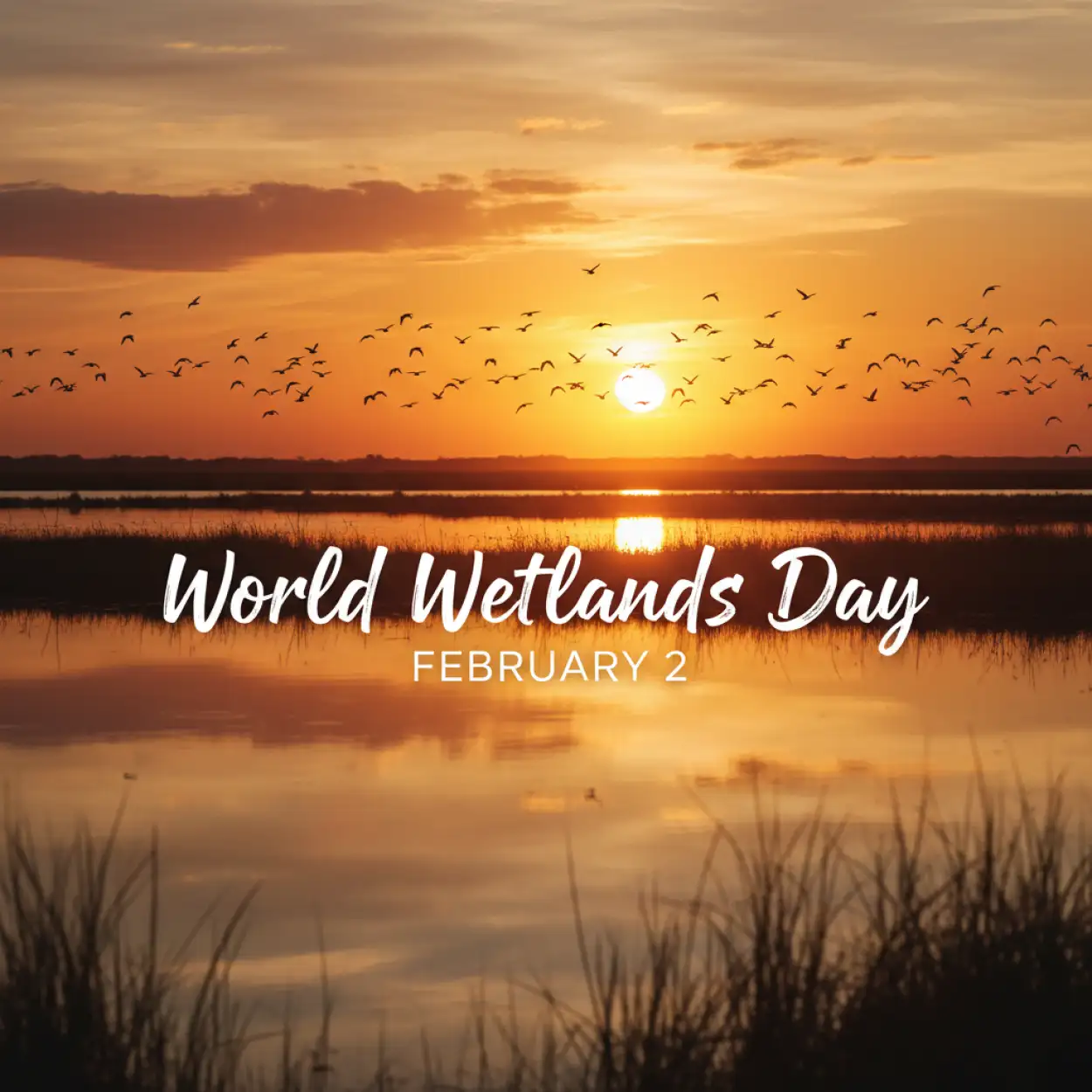 World Wetlands Day History - Royalty Free World Wetlands Day Image | Pngmagic Free Download World Wetlands Day History - High Quality World Wetlands Day Background