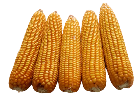 Yellow Corn Makka Png Picture - Royalty Free Yellow Dent Corn Makka Image | Pngmagic Free Download Yellow Corn Makka Png Picture - High Quality Yellow Dent Corn Makka PNG Image