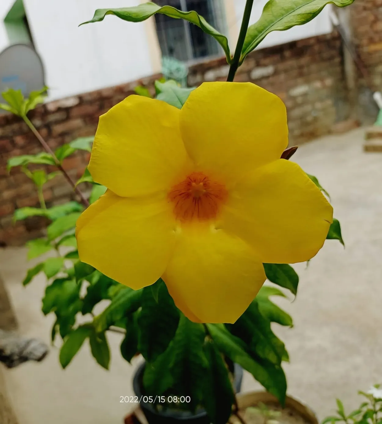 Free Download Yellow Flower With Plant - High Quality Yellow Flower Background
