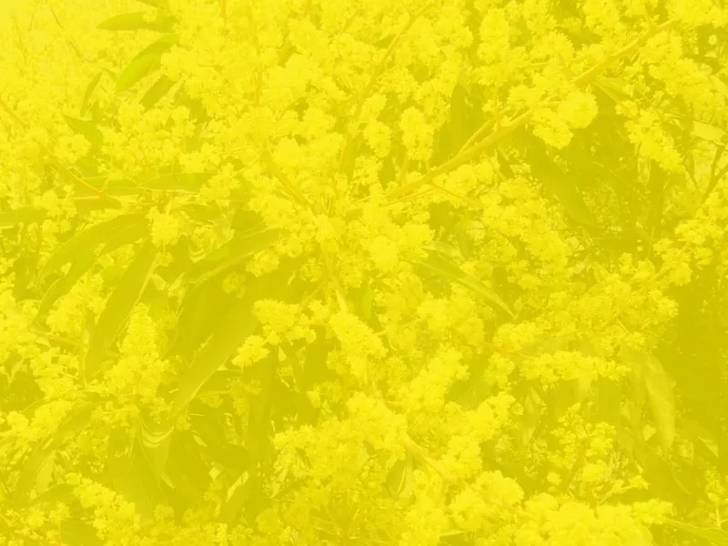 Free Download Yellow Nature Background - High Quality Yellow Nature Background